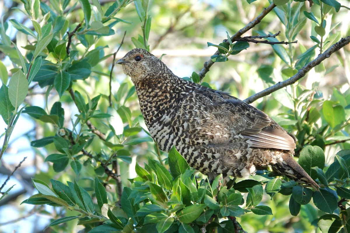 Spruce Grouse - ML642431648