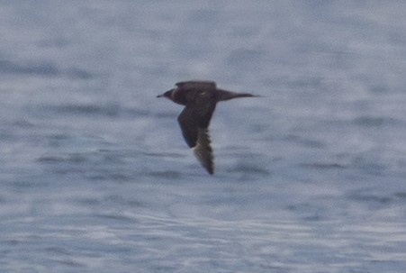 jaeger/skua sp. - ML642431657