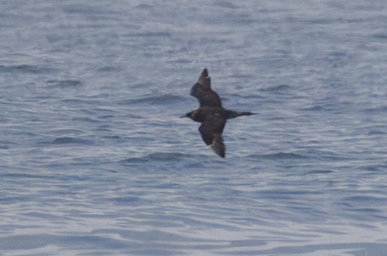 jaeger/skua sp. - ML642431659
