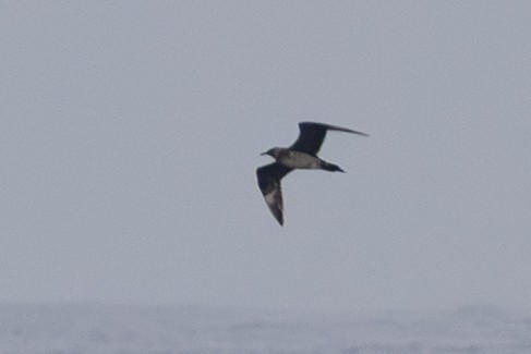jaeger/skua sp. - ML642431660