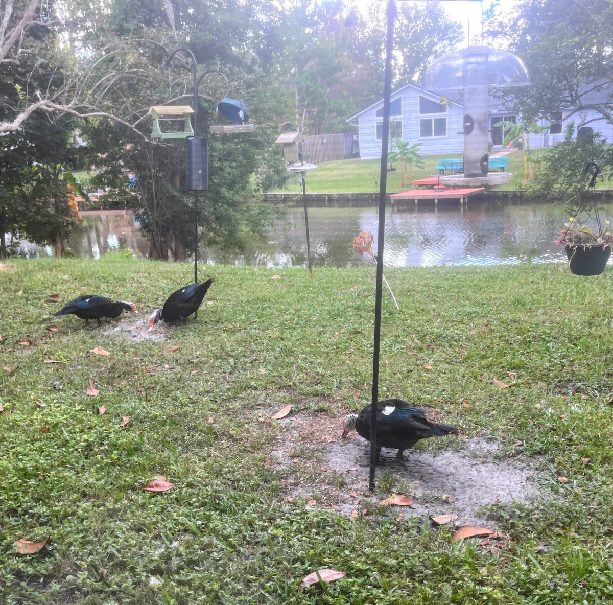 Muscovy Duck (Domestic type) - ML642431661