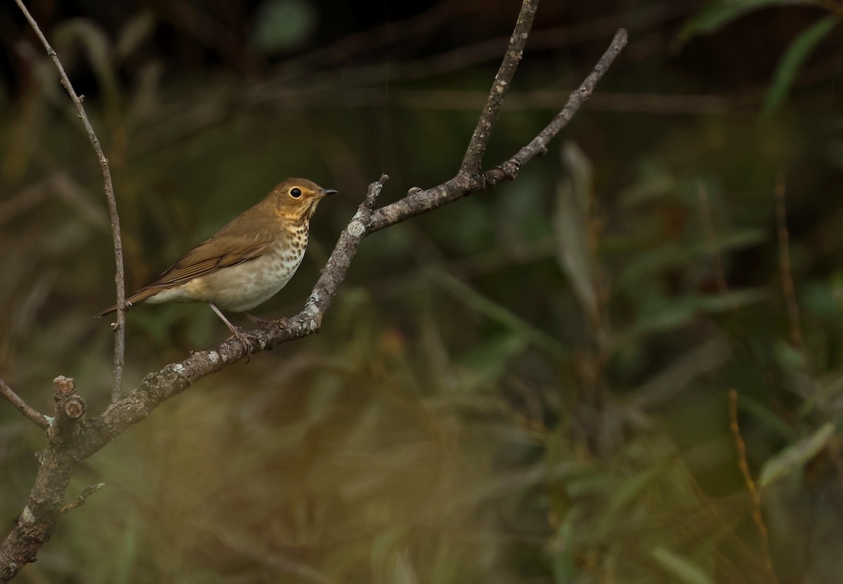 Swainson's Thrush (Olive-backed) - ML642431664