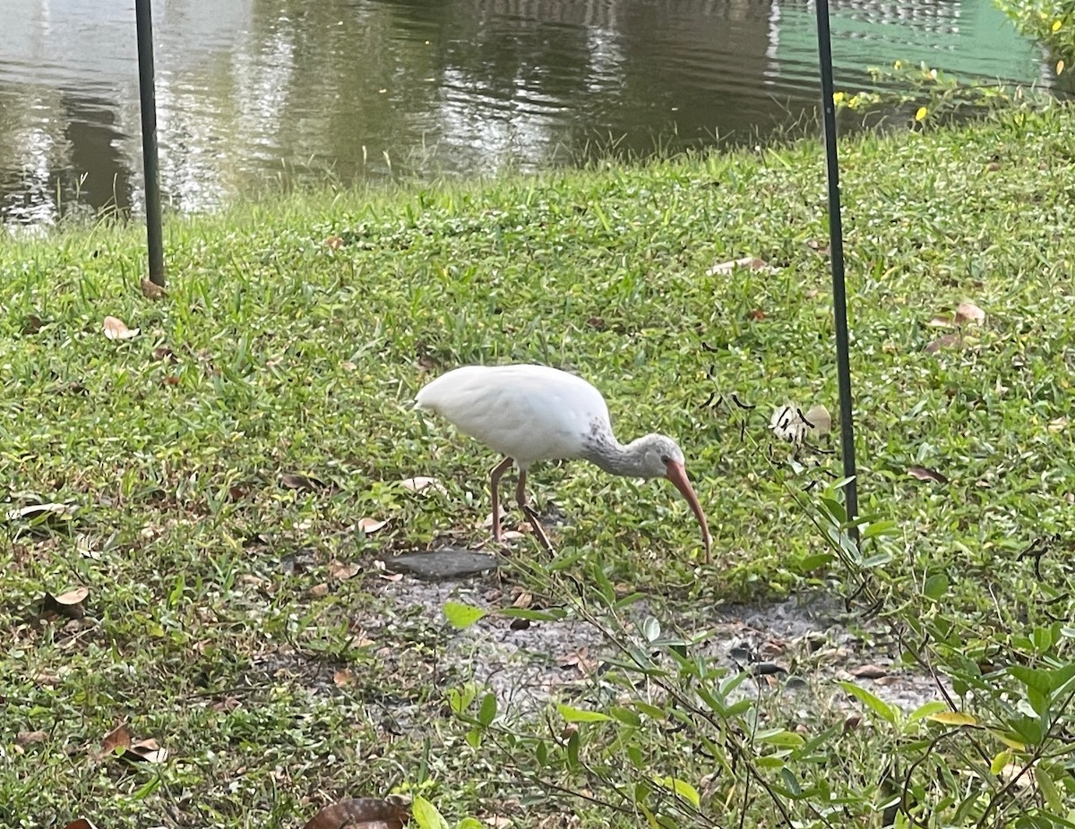 White Ibis - ML642431665