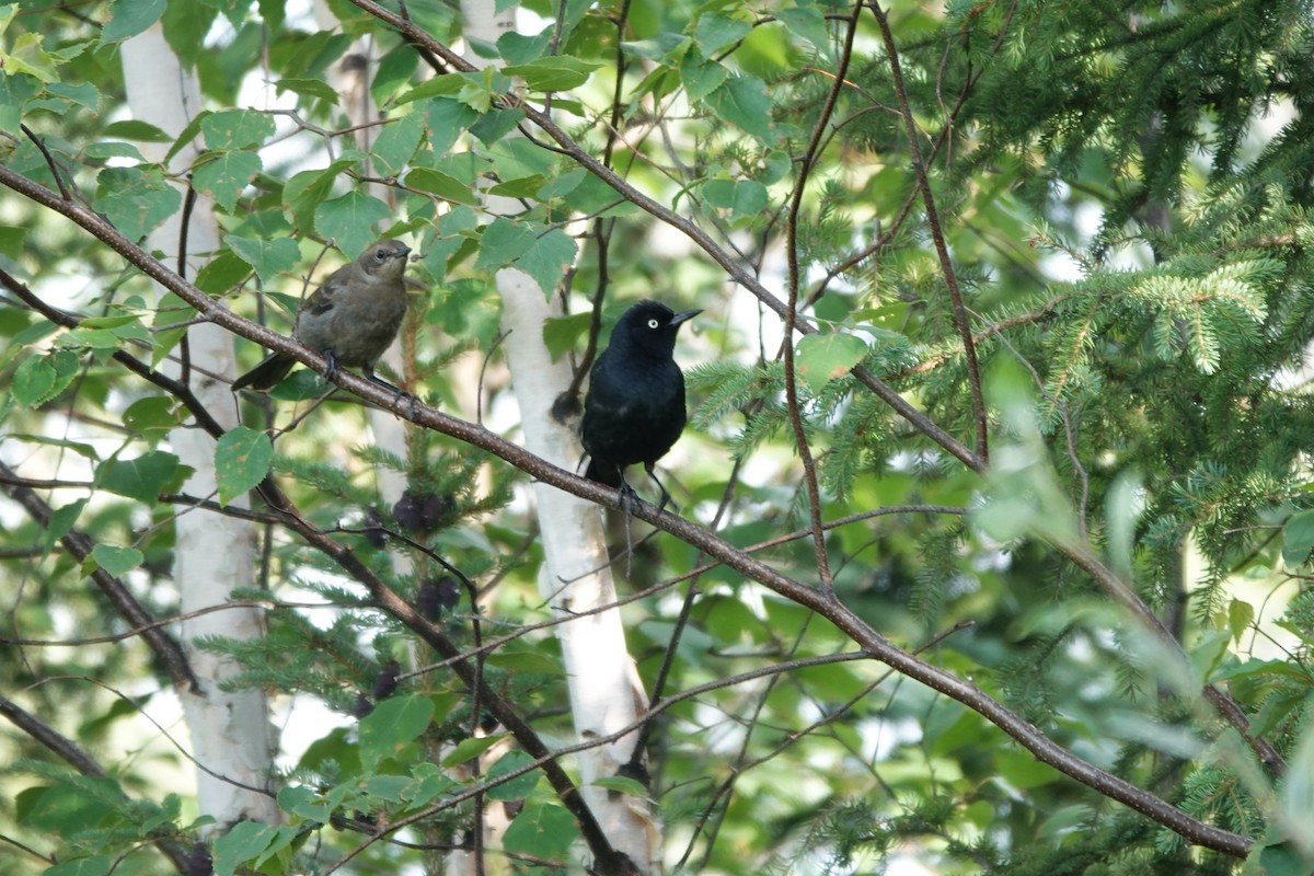 Rusty Blackbird - ML642431668