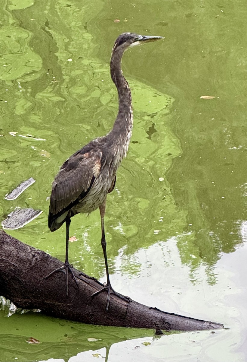 Amerika Gri Balıkçılı - ML642431705