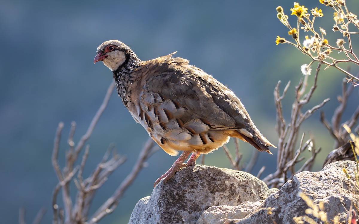 Red-legged Partridge - ML642431723