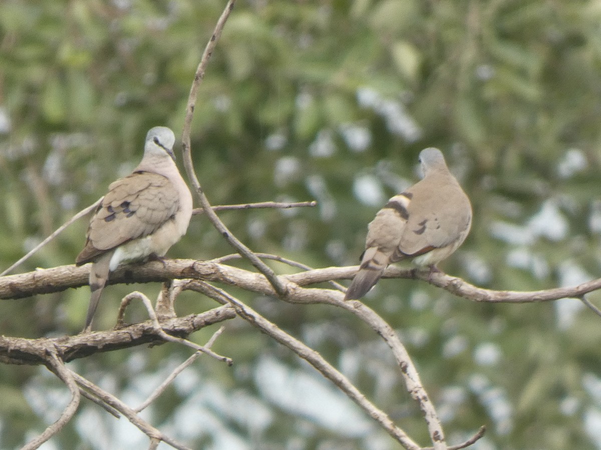 Black-billed Wood-Dove - ML642431734