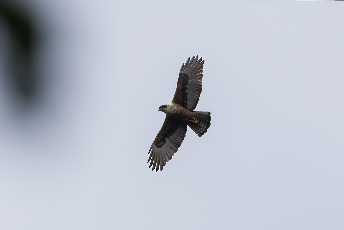 アカハラクマタカ - ML642431737