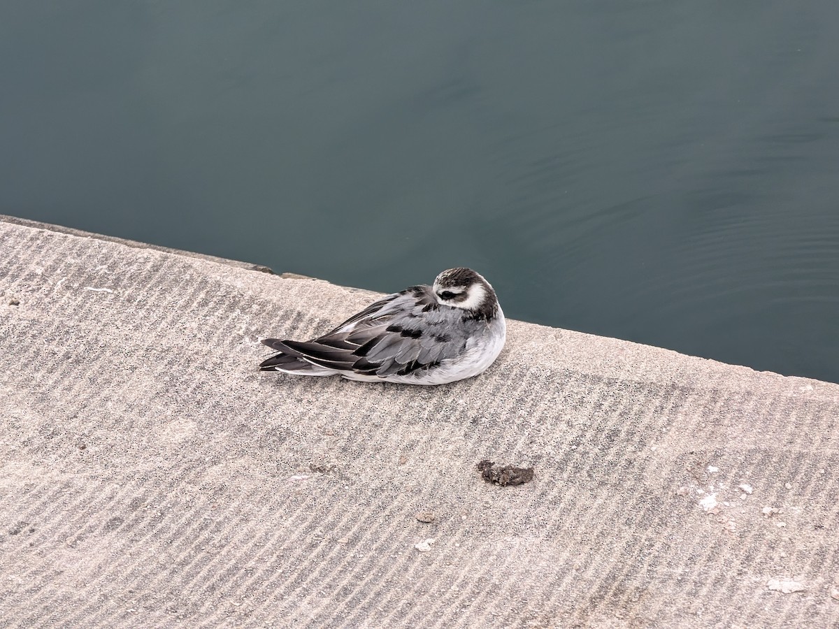 Red Phalarope - ML642431738