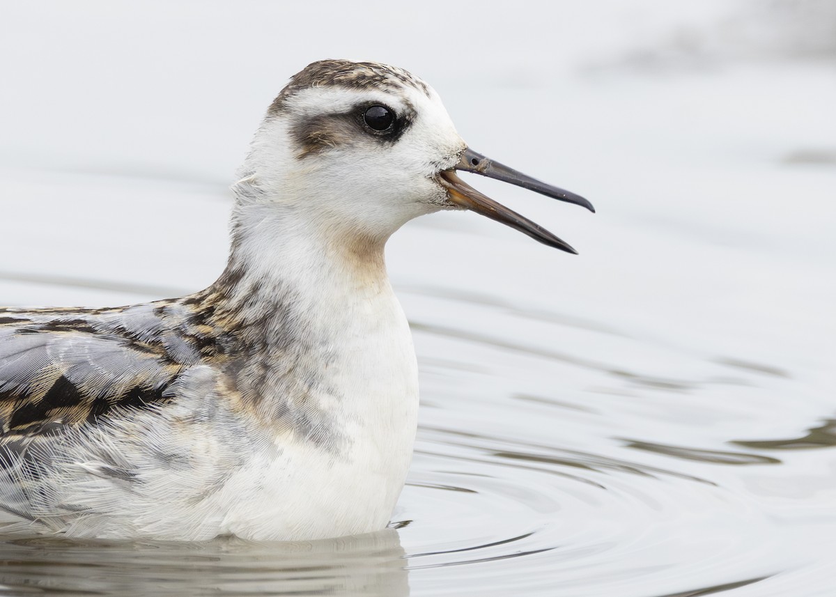 Red Phalarope - ML642431760