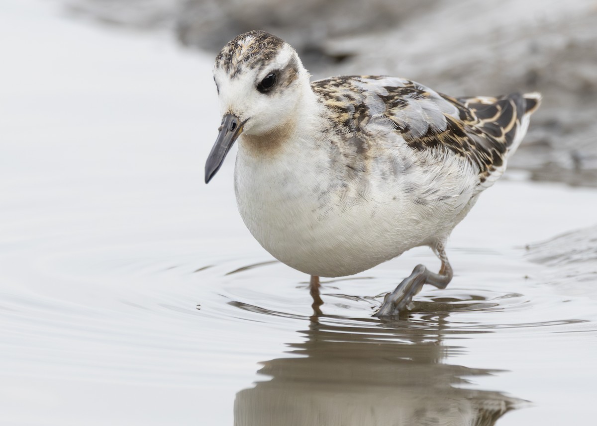 Red Phalarope - ML642431761
