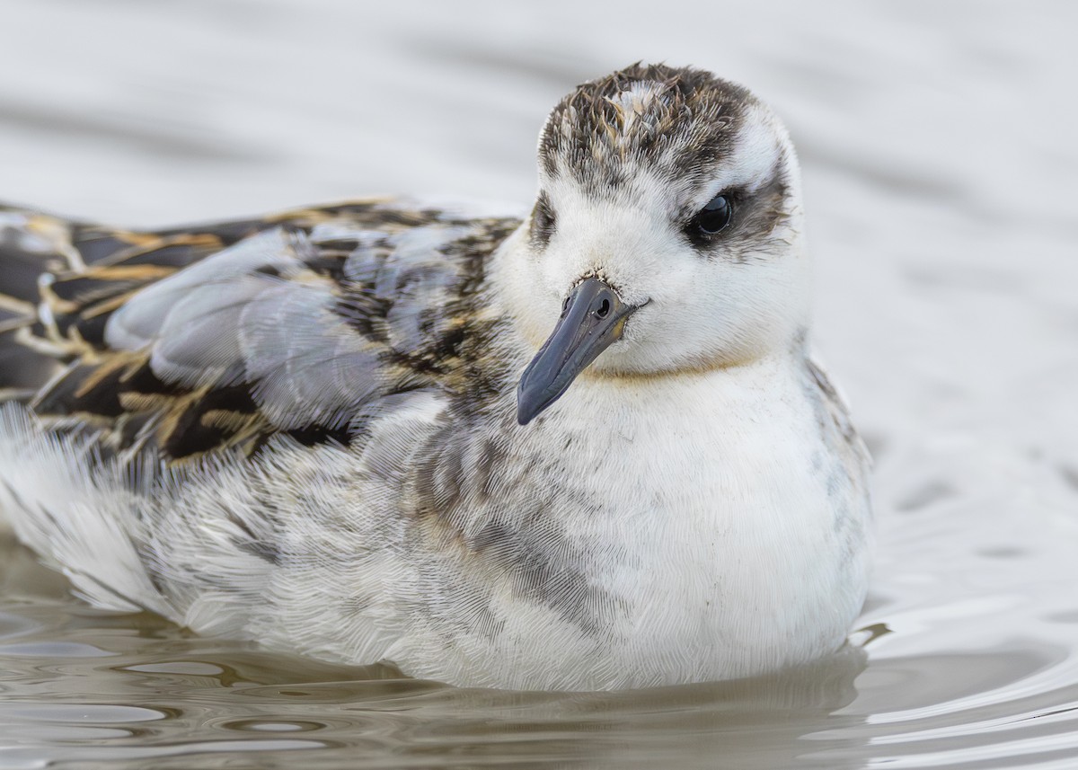 Red Phalarope - ML642431762