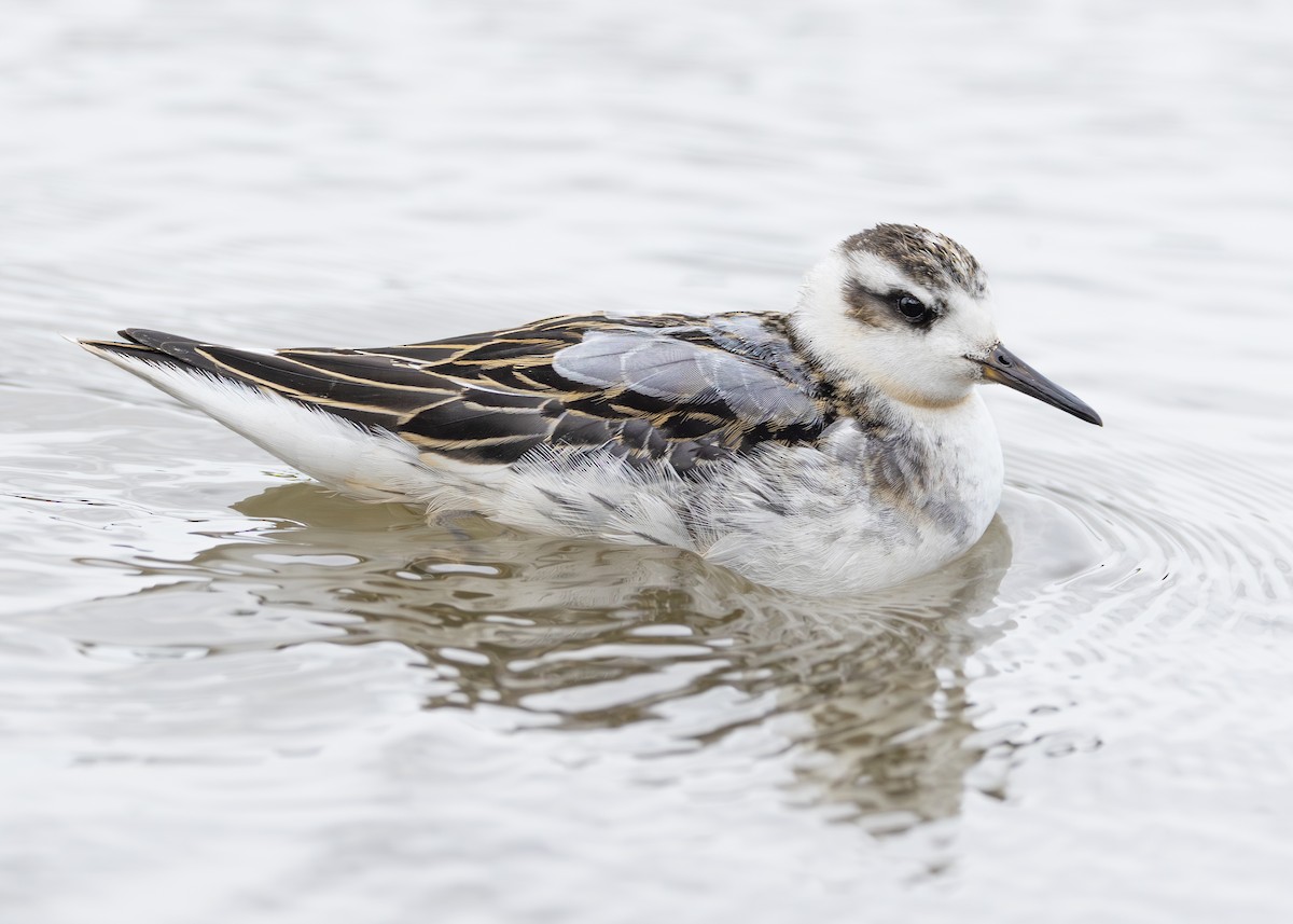 Red Phalarope - ML642431763