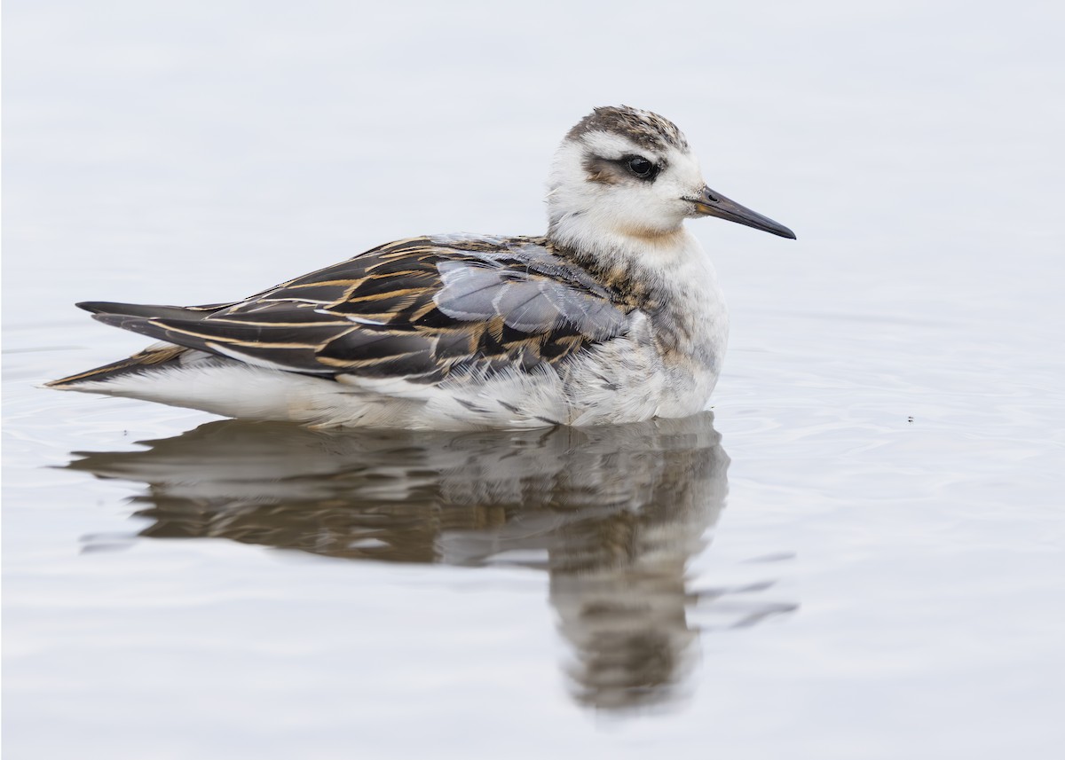 Red Phalarope - ML642431766