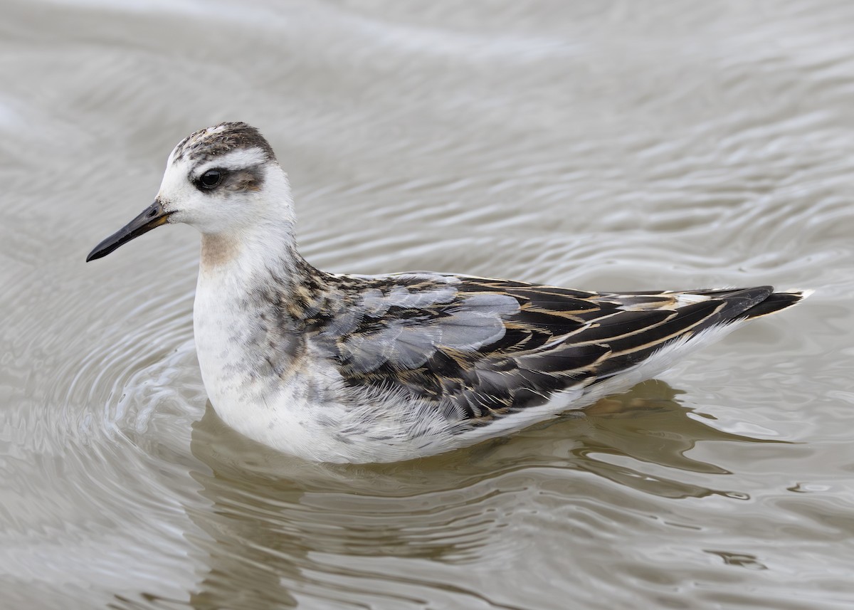 Red Phalarope - ML642431767