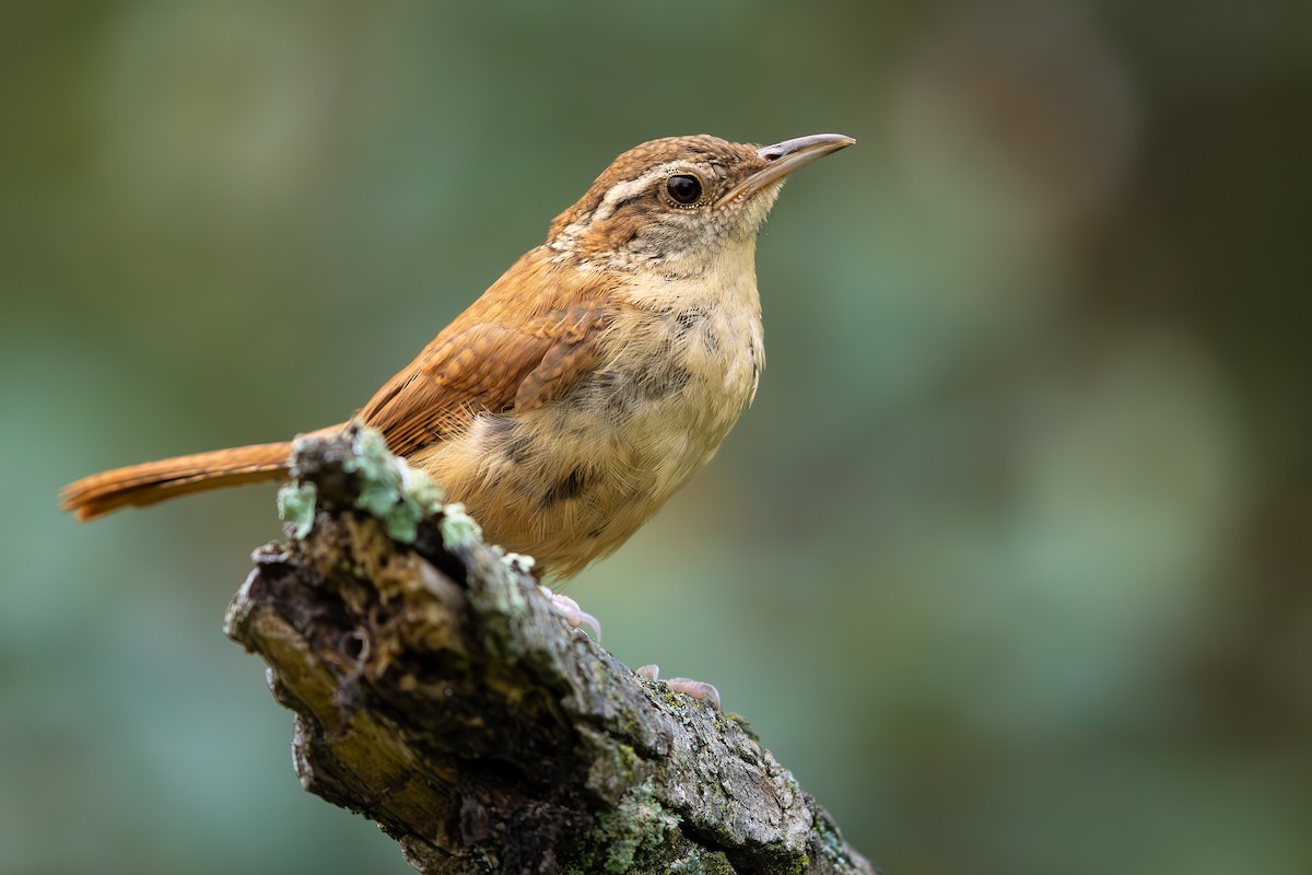 Carolina Wren - ML642431794