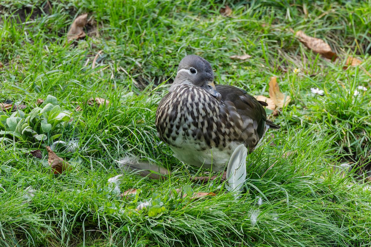 Mandarin Duck - ML642431798