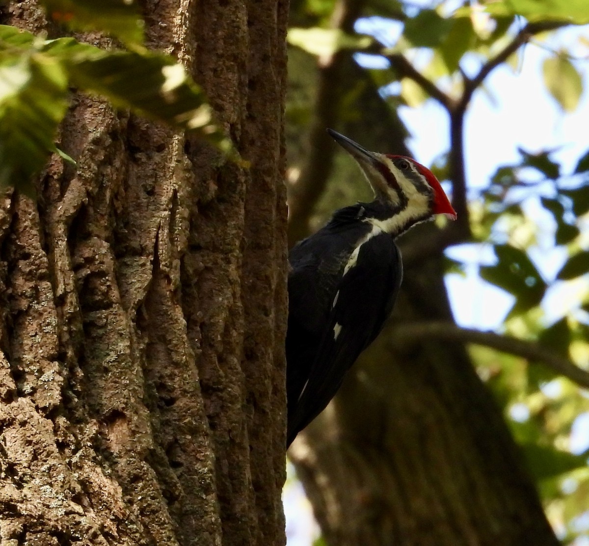 Pileated Woodpecker - ML642431801