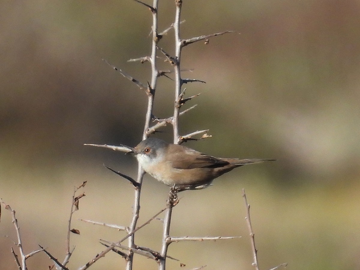 Sardinian Warbler - ML642431802