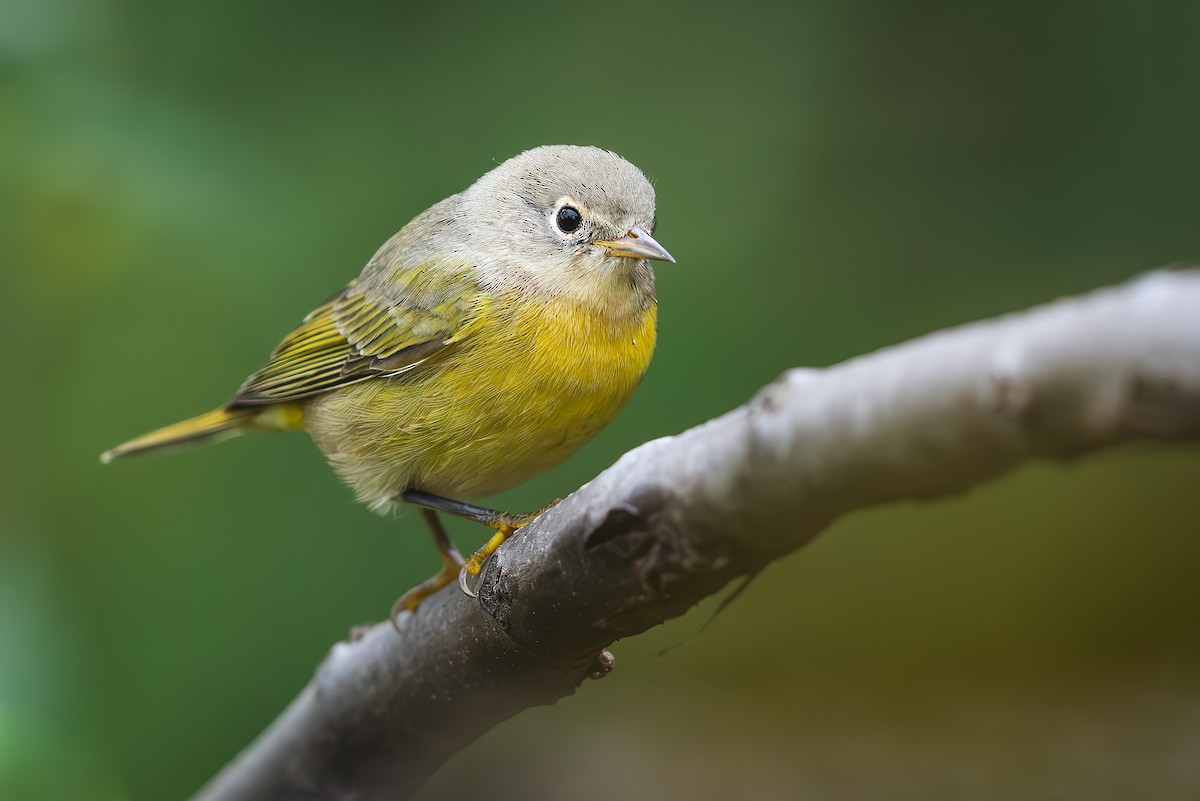 Nashville Warbler - ML642431805