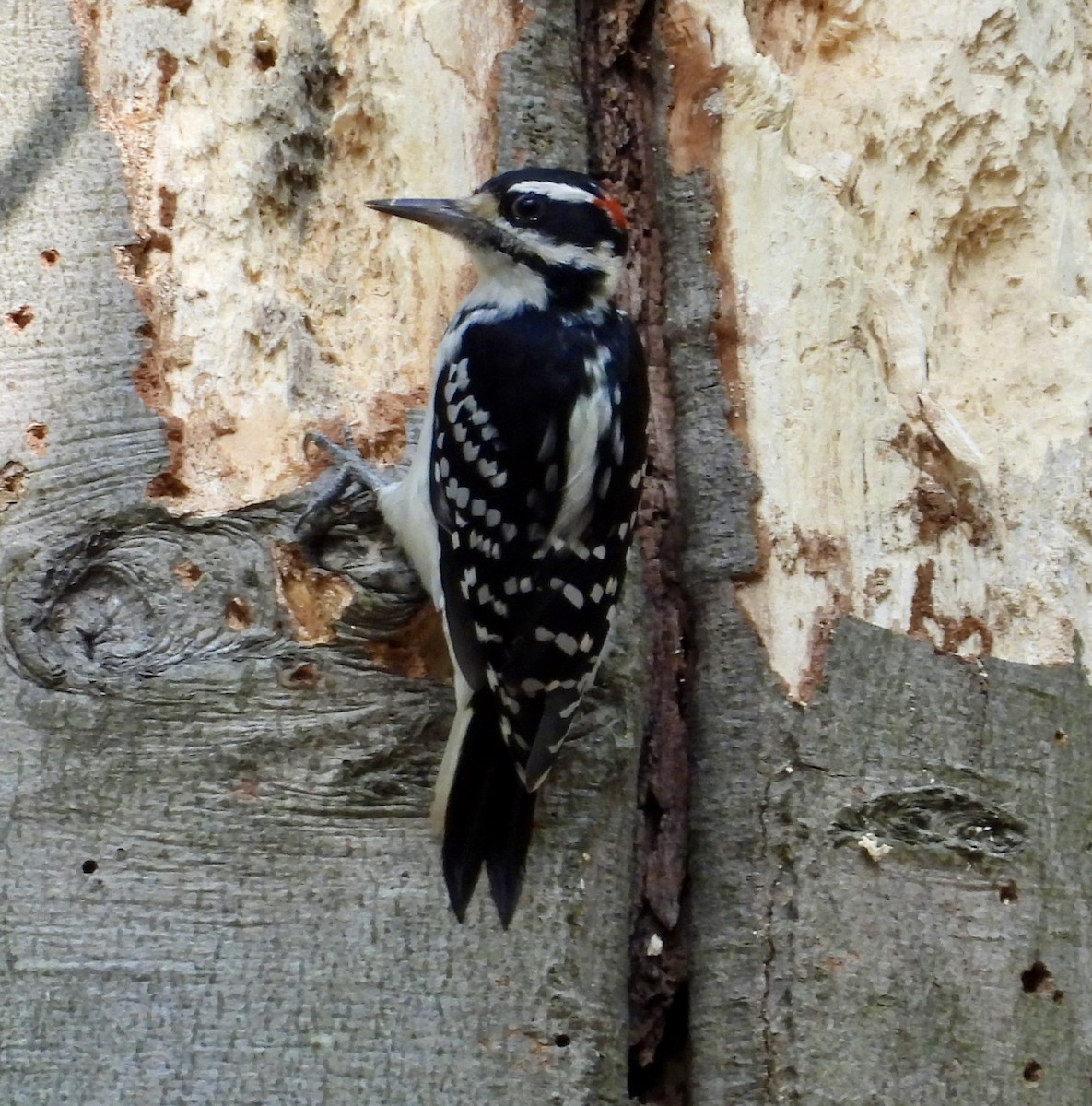 Hairy Woodpecker - ML642431807