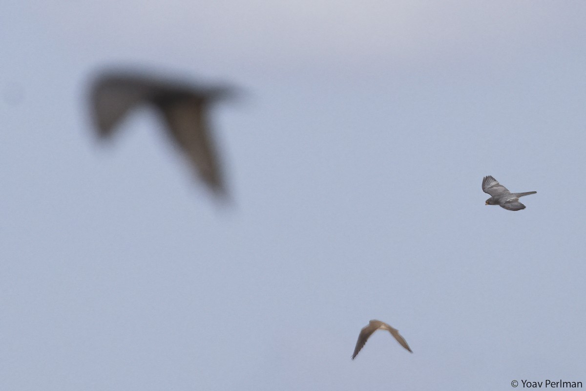 Red-footed Falcon - ML642431809