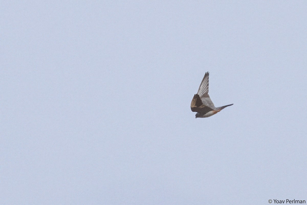 Red-footed Falcon - ML642431810