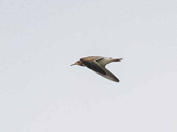 Upland Sandpiper - ML642431811