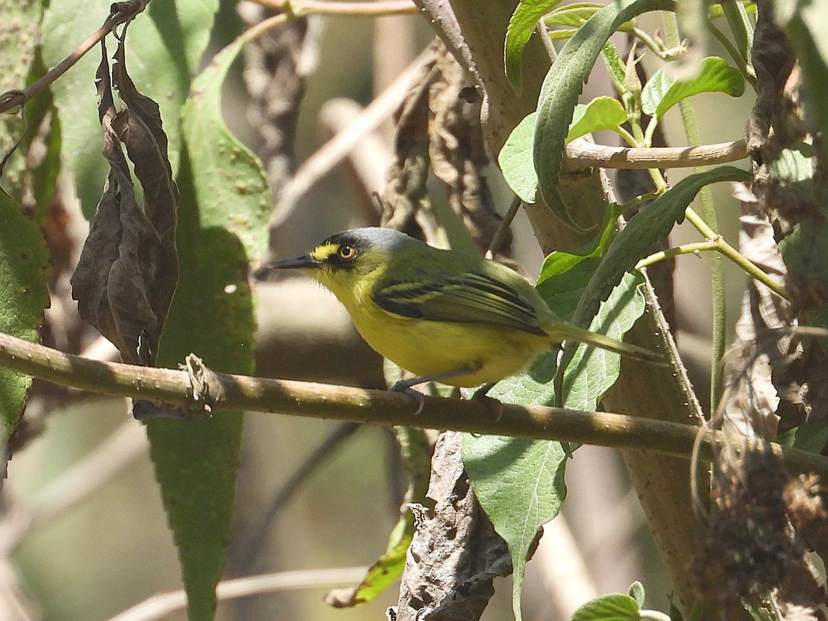 Gray-headed Tody-Flycatcher - ML642431813