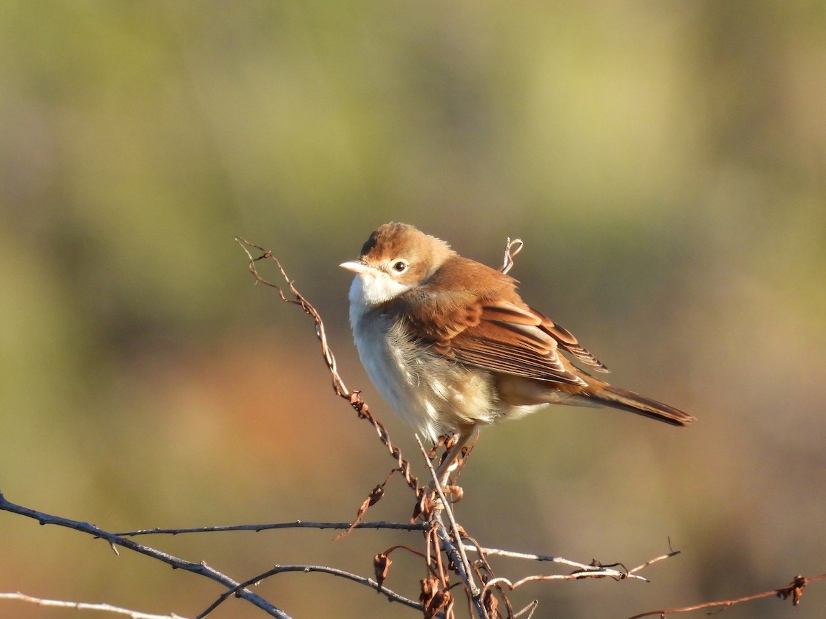 Greater Whitethroat - ML642431815