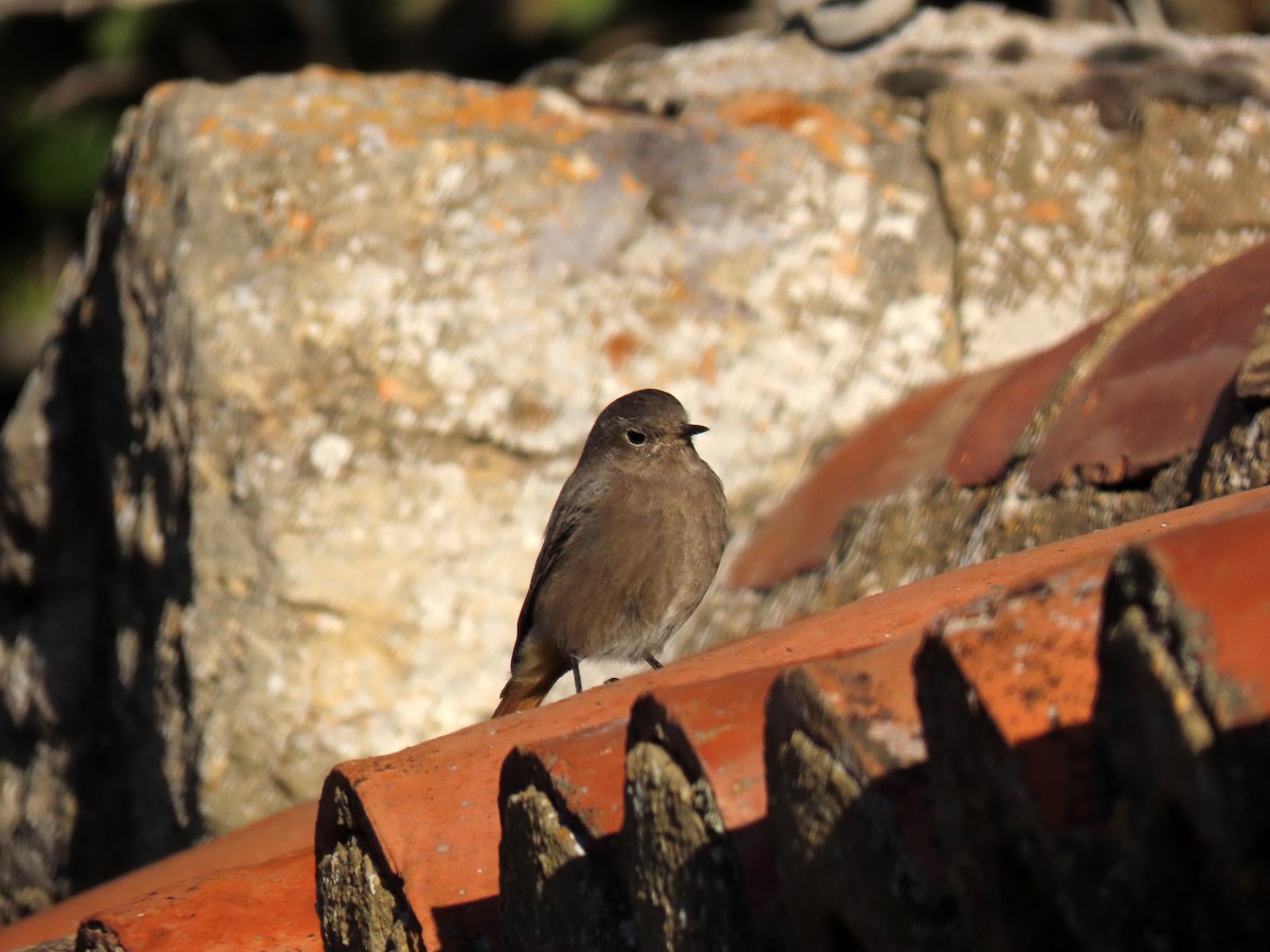 Black Redstart - ML642431822
