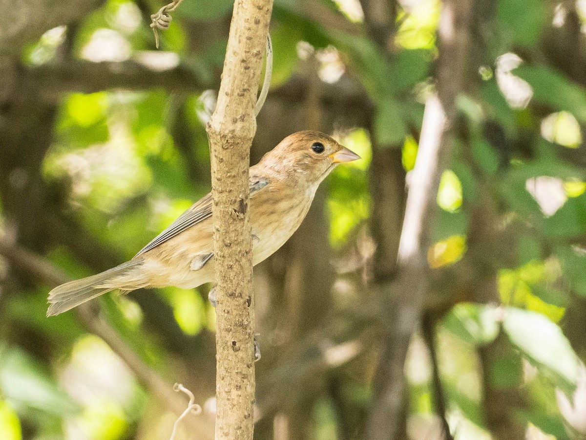 Indigo Bunting - ML642431823