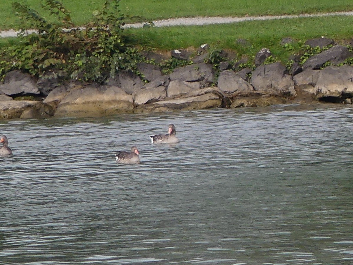 Graylag Goose - ML642431825