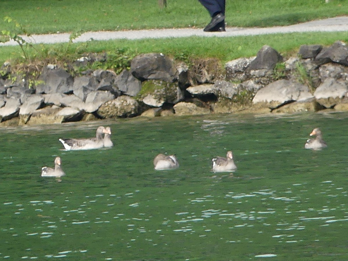 Graylag Goose - ML642431826