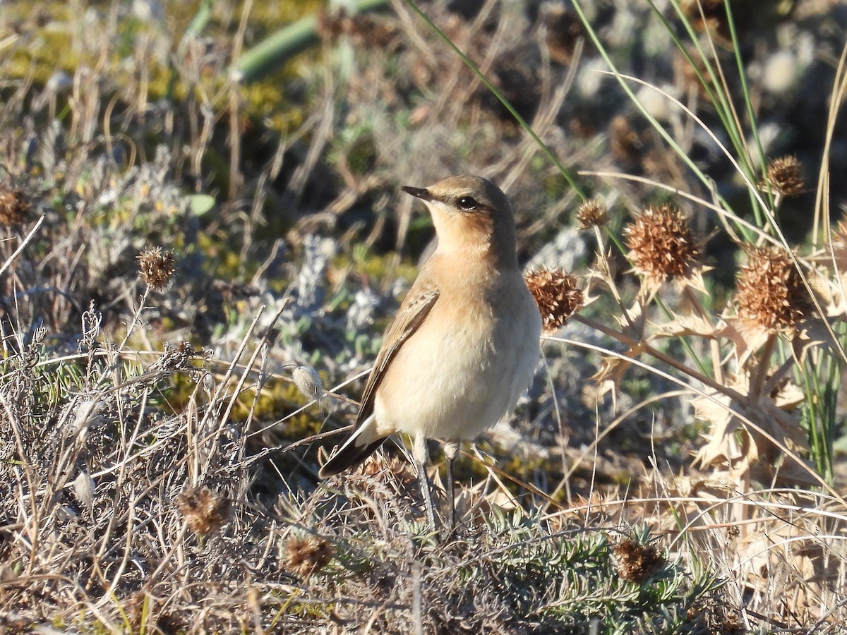 Northern Wheatear - ML642431828