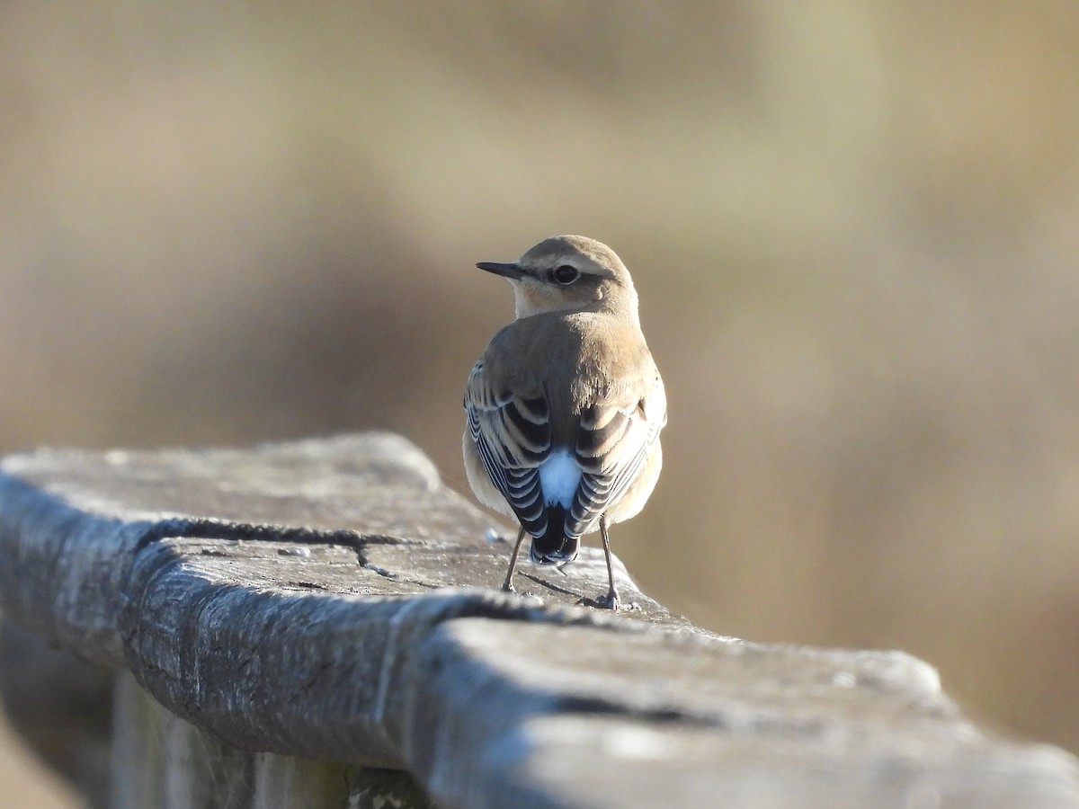 Northern Wheatear - ML642431829