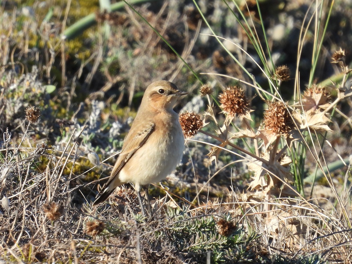 Northern Wheatear - ML642431830