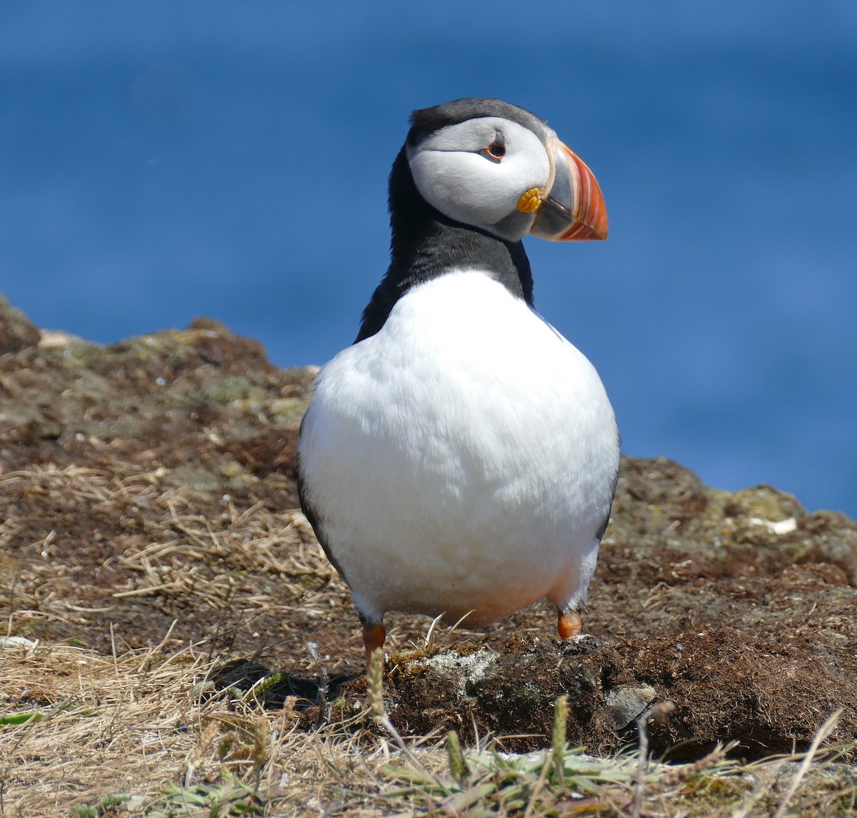 Atlantic Puffin - ML642431832