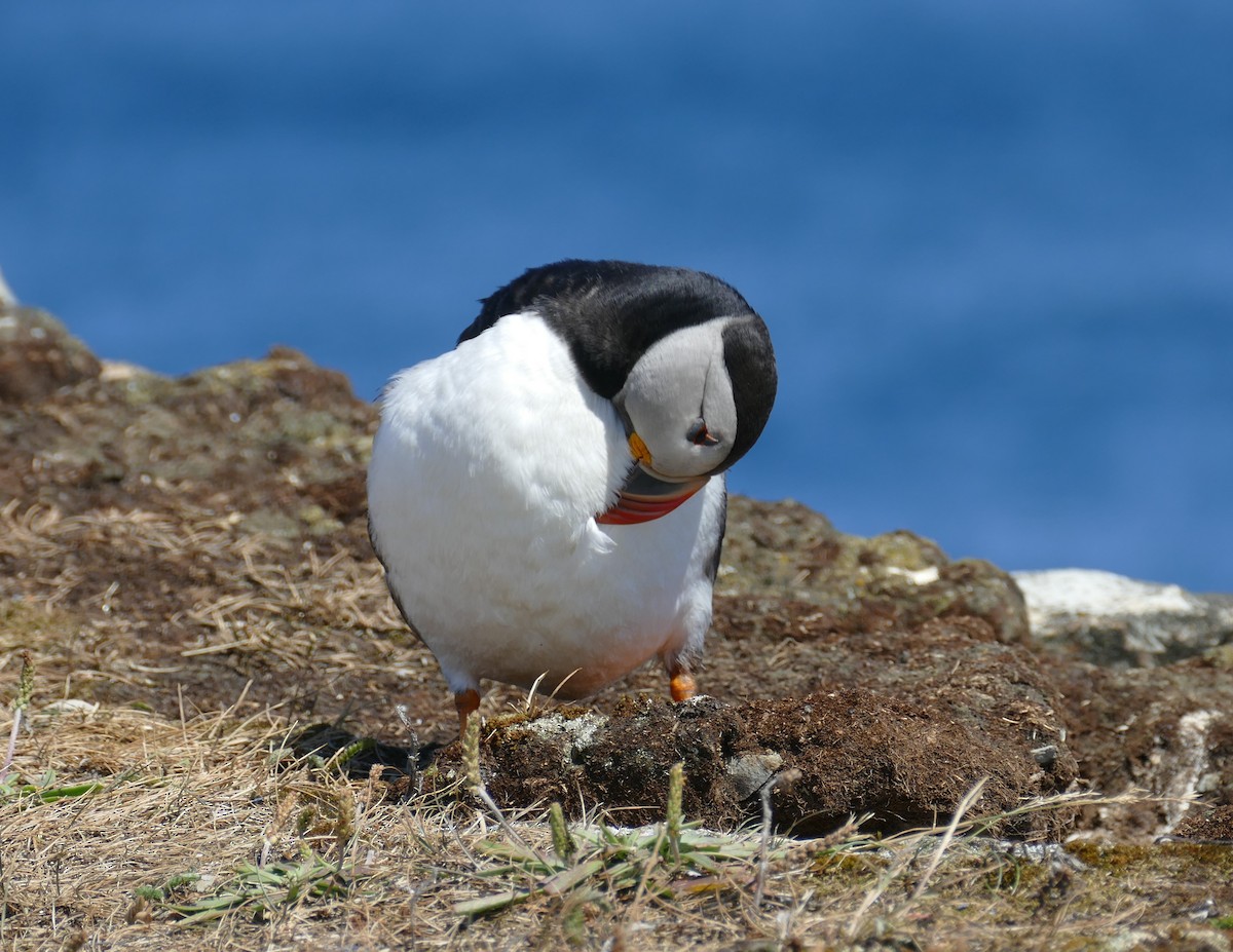 Atlantic Puffin - ML642431833