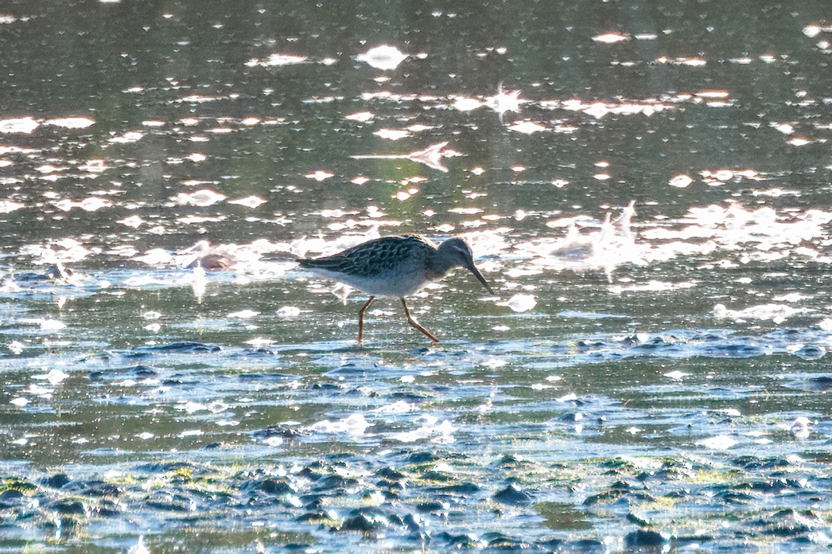 Stilt Sandpiper - ML642431834