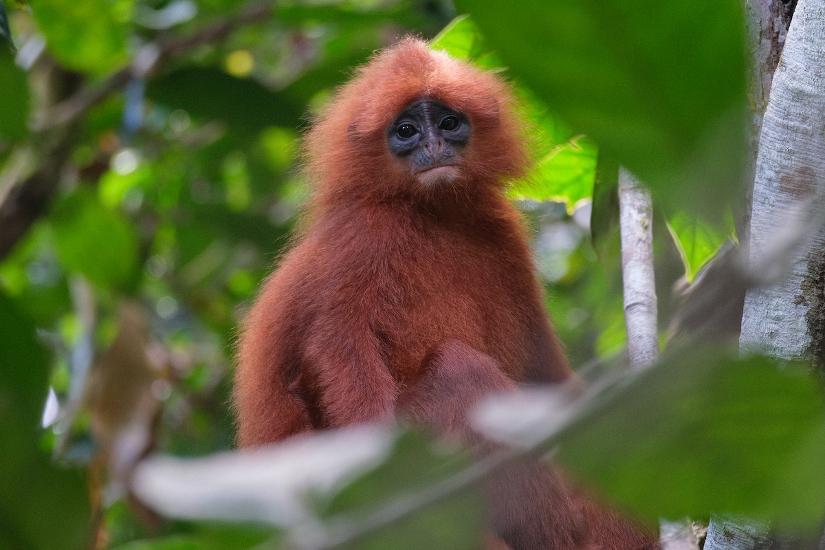 Maroon Leaf Monkey - ML642431855