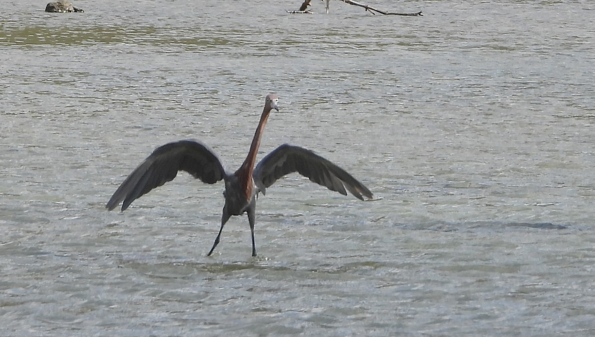 アカクロサギ - ML642431862