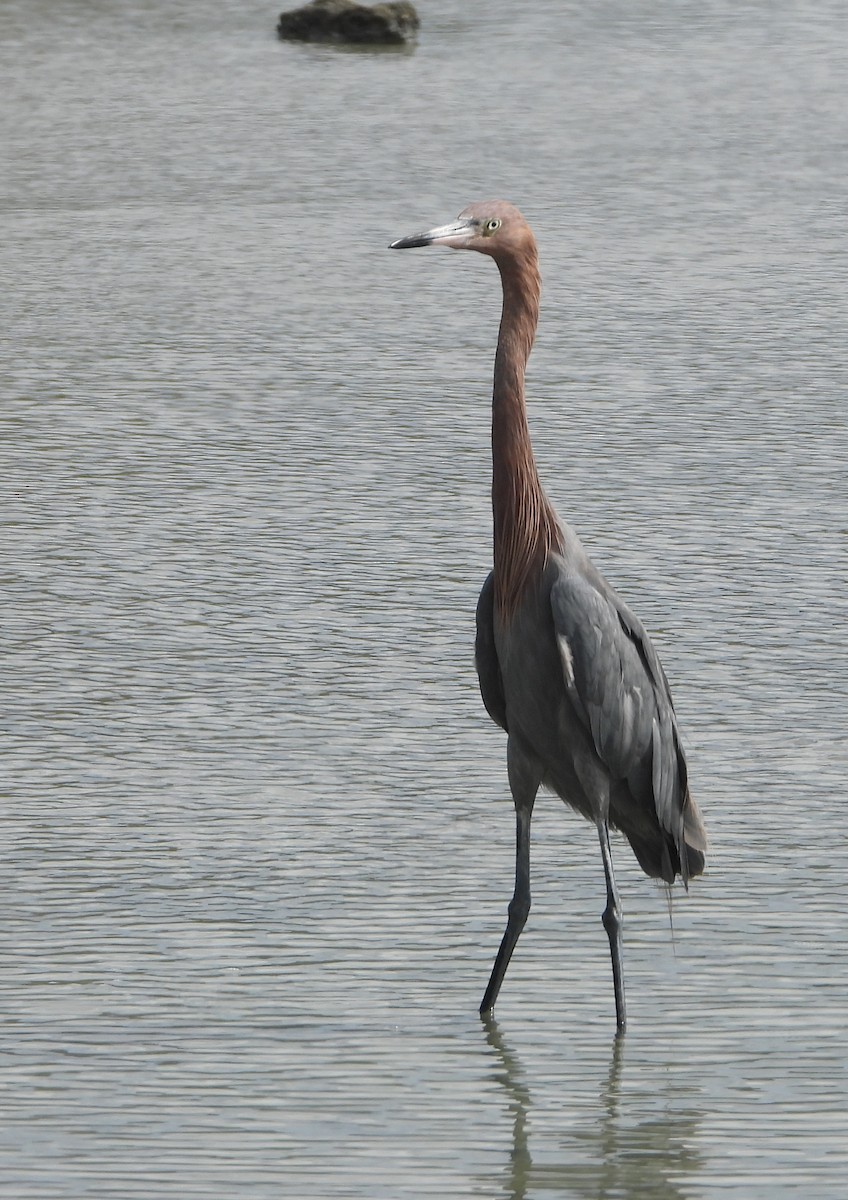 アカクロサギ - ML642431864