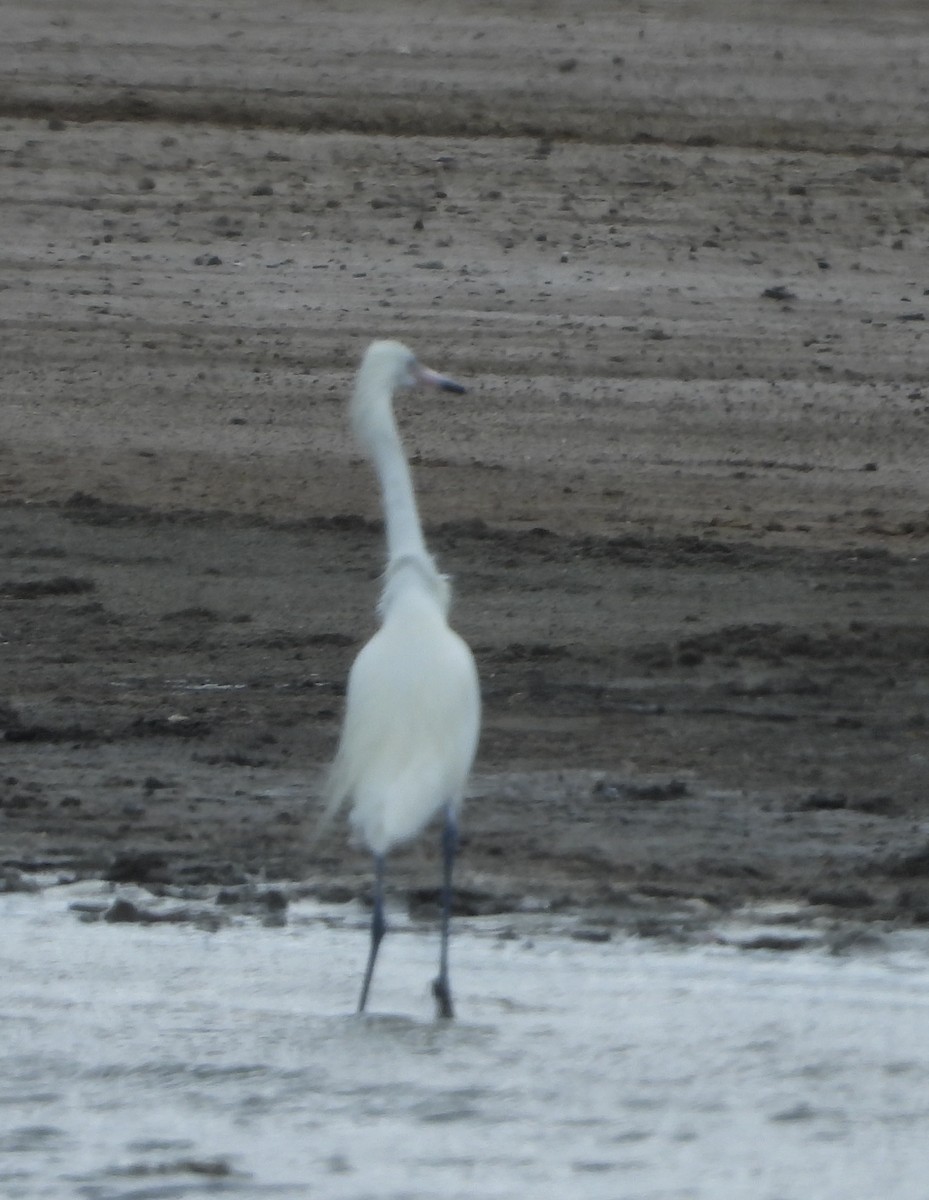 アカクロサギ - ML642431870