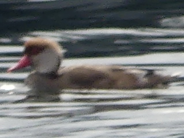 アカハシハジロ - ML642431881