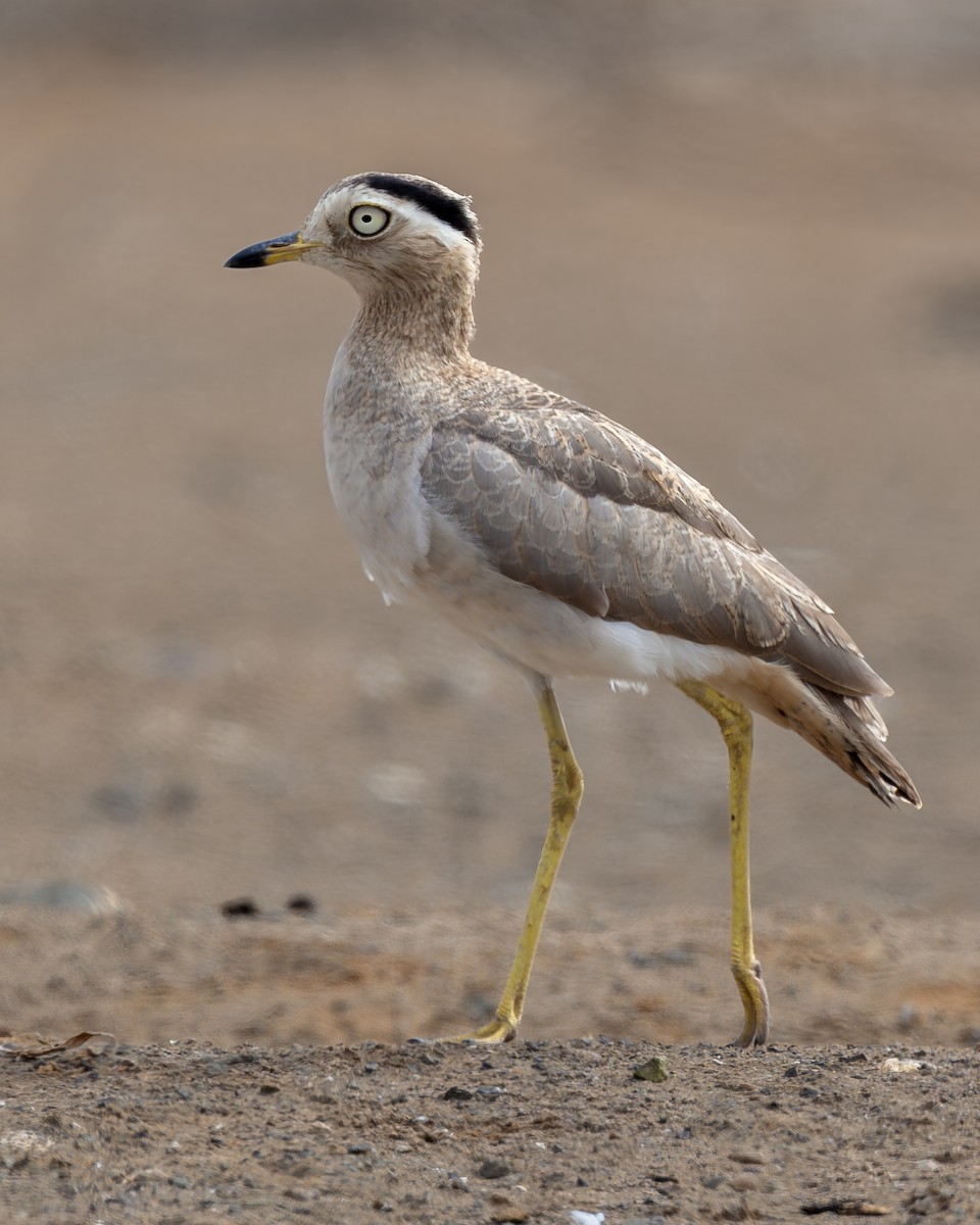 Peruvian Thick-knee - ML642431885