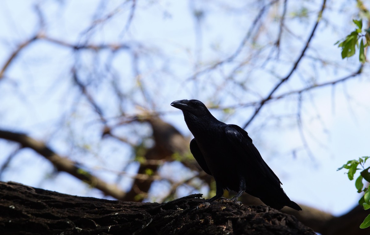 Fan-tailed Raven - ML642431891