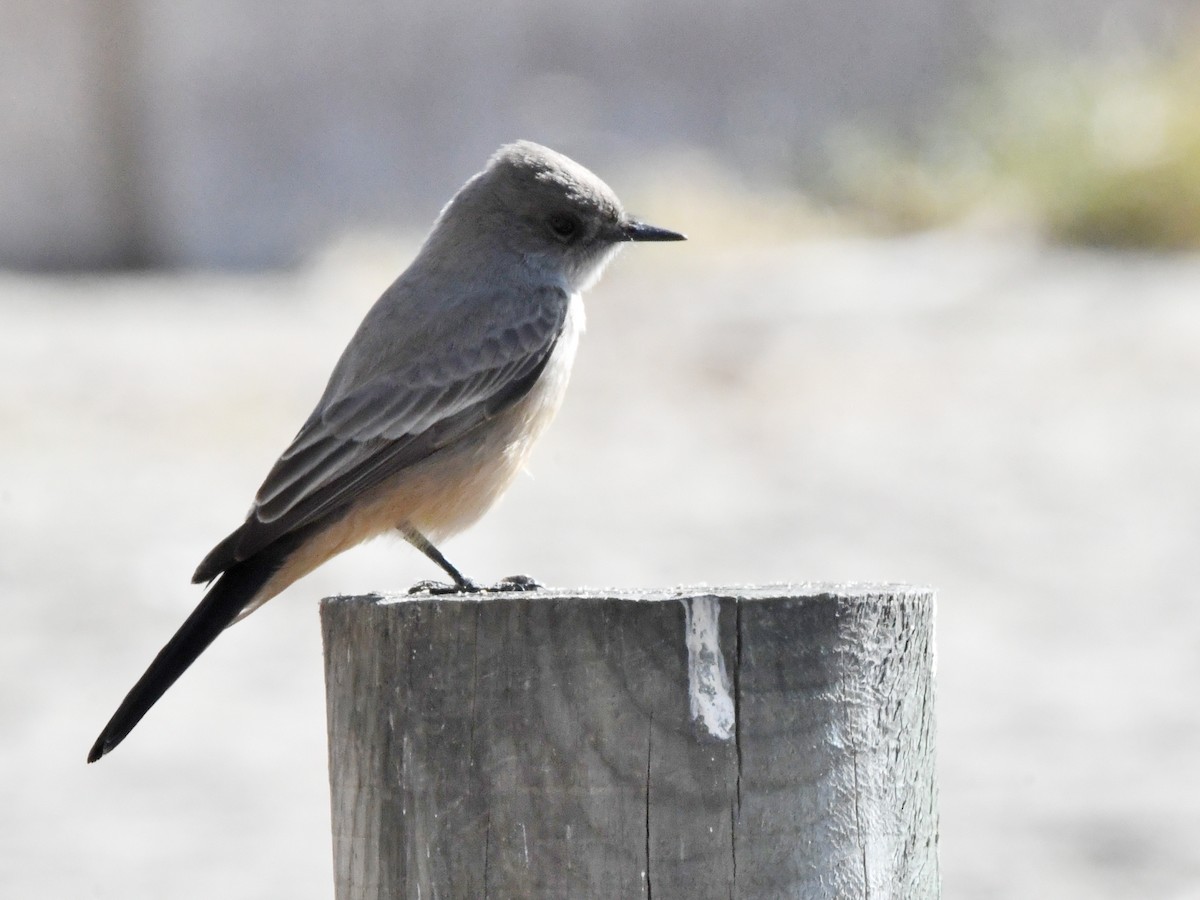 Say's Phoebe - ML642431917