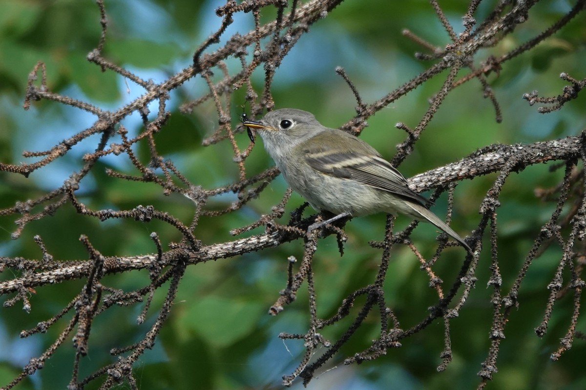 Alder Flycatcher - ML642431926