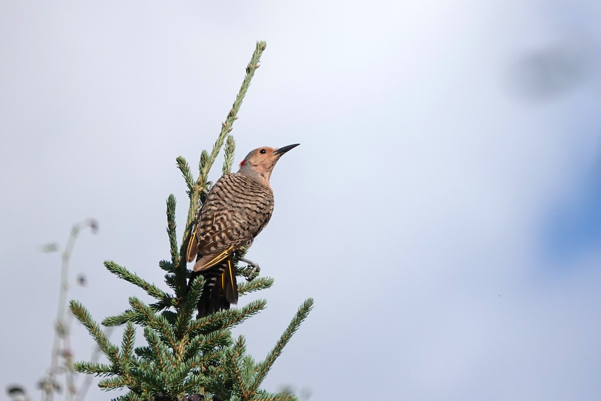 Northern Flicker - ML642431949